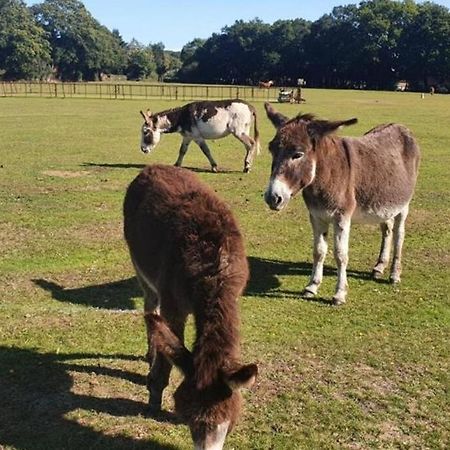 The Swish - New Forest Get Away Redlynch  Zewnętrze zdjęcie