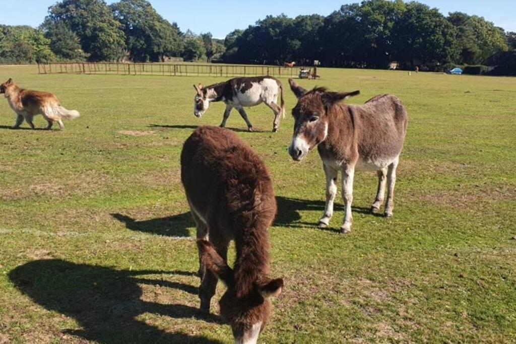 The Swish - New Forest Get Away Redlynch  Zewnętrze zdjęcie